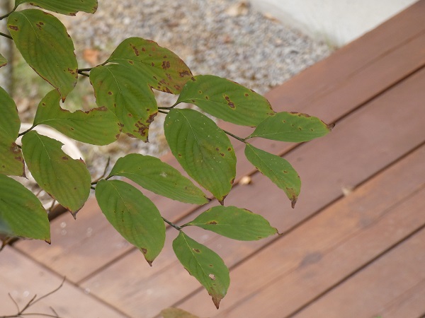 管理が楽な中高木：ハナミズキの葉