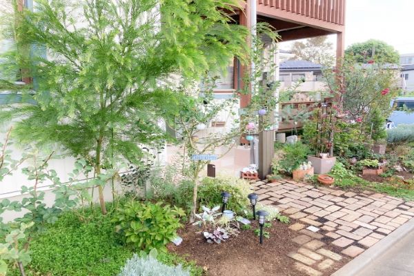 葉が珍しいハーブ:虫除け
