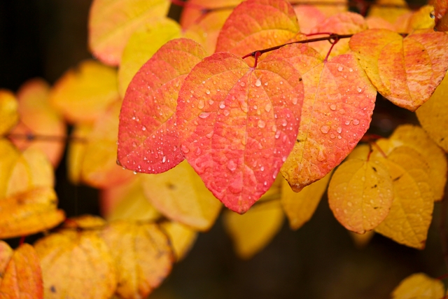 洋風のお庭に合う!紅葉がきれいな庭木:カツラ