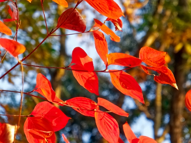 洋風のお庭に合う!紅葉がきれいな庭木:ヤマボウシ