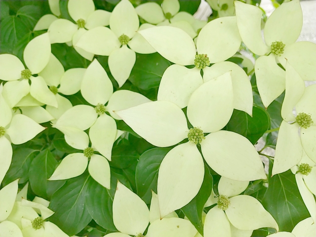 洋風のお庭に合う!紅葉がきれいな庭木:ヤマボウシ花