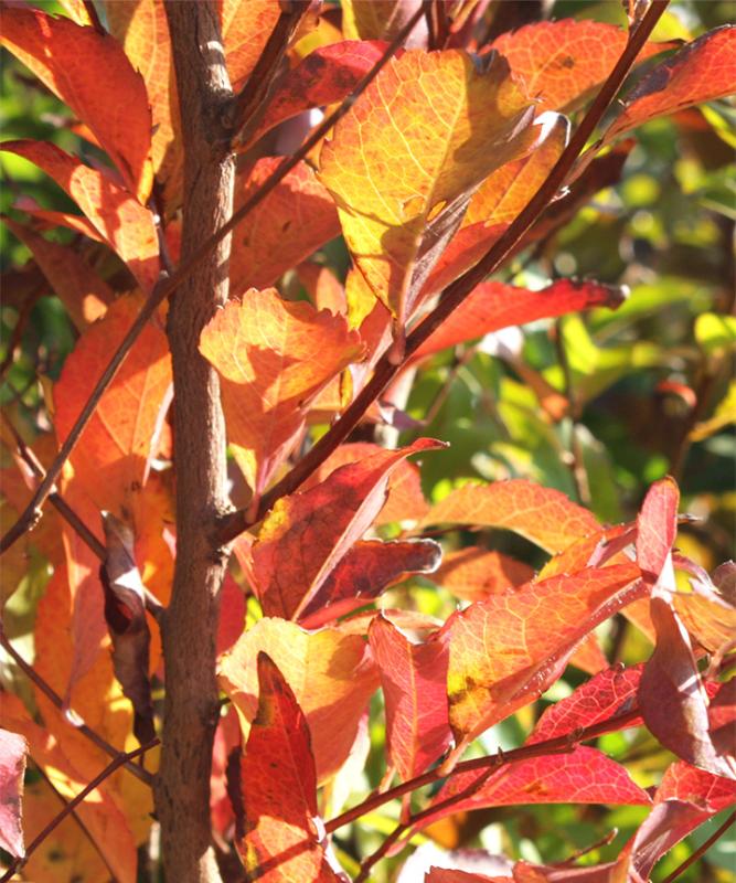 洋風のお庭に合う!紅葉がきれいな庭木:ヒメシャラ