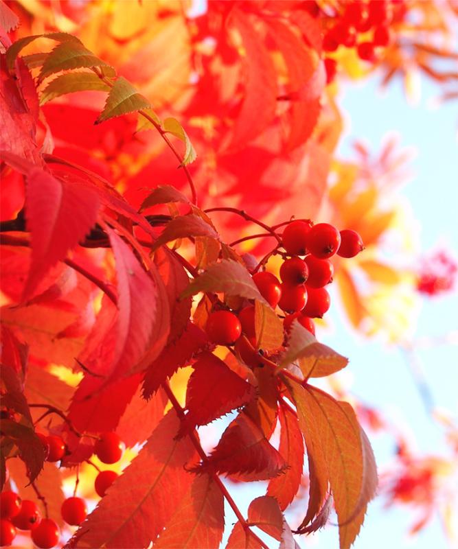 洋風のお庭に合う!紅葉がきれいな庭木:ナナカマド