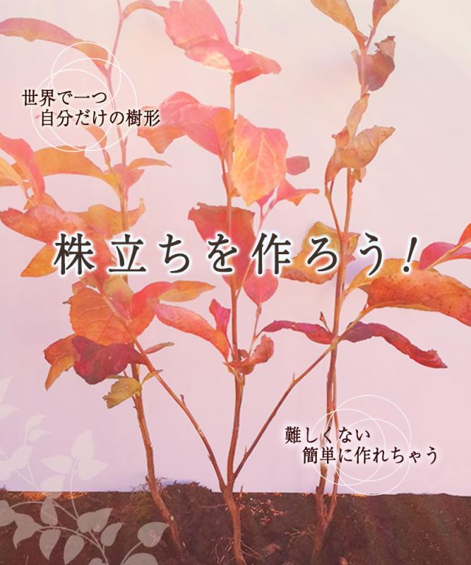 自分で株立ちを作ってみよう！