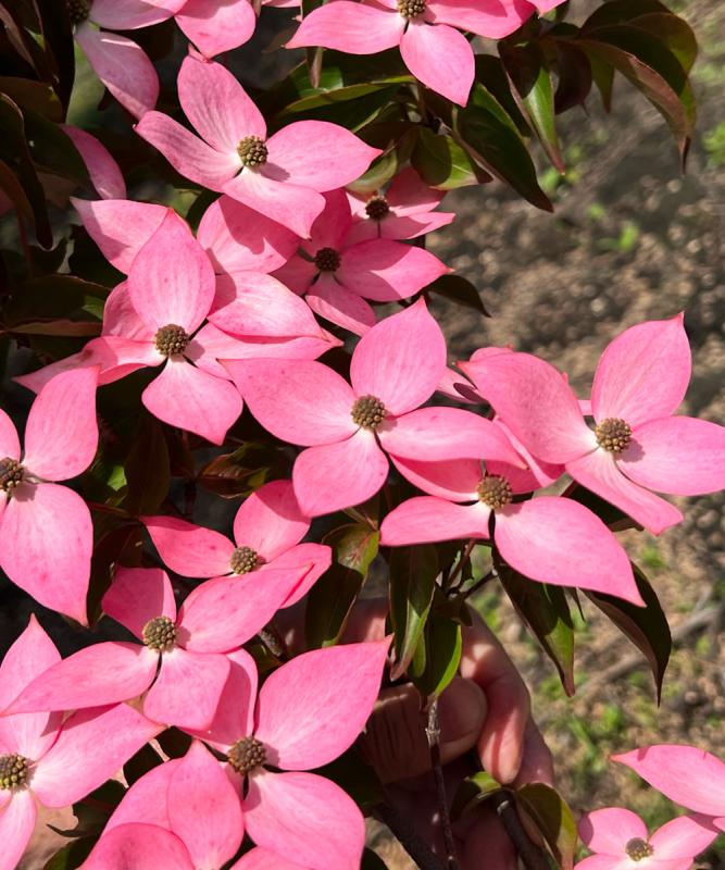 （2022/11/18入荷）鮮やかな花色と優しい樹形「ベニフジエス」